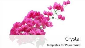  Presentation with bougainvillea - PPT layouts having blooming pink bougainvillea flower branch background and a white colored foreground