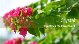  Presentation with bougainvillea - Presentation consisting of blooming-pink-bougainvillea-flowers-close background and a forest green colored foreground