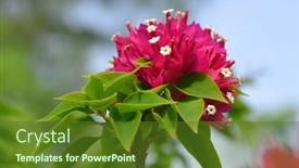  Presentation with bougainvillea - Slide deck with blooming-pink-bougainvillea-flowers-close background and a tawny brown colored foreground