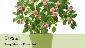  Presentation with pink black - Colorful presentation enhanced with blooming pink flower in black pot isolated on white backdrop and a yellow colored foreground