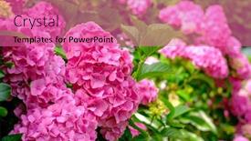  Presentation with summer flowers - Slide set enhanced with blooming-pink-hortensia-flowers background and a coral colored foreground