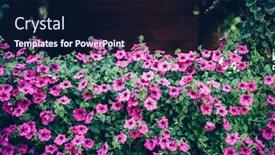  Presentation with pink flowers - Presentation with blooming-pink-petunia-flowers-growing background and a wine colored foreground