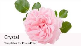 Presentation with pink rose - Slide deck with blooming pink rose on white background and a lemonade colored foreground