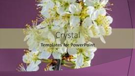  Presentation with nature purple - Colorful presentation design enhanced with blooming-plum-branch-on-purple backdrop and a mint green colored foreground