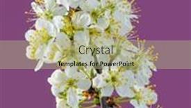  Presentation with nature purple - PPT layouts featuring blooming-plum-branch-on-purple background and a mint green colored foreground