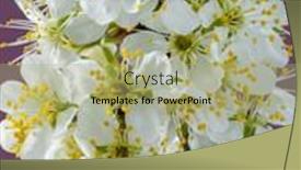  Presentation with nature purple - Presentation design featuring blooming-plum-branch-on-purple background and a mint green colored foreground