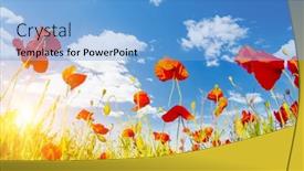  Presentation with poppies - Presentation theme consisting of blooming-poppies-on-field background and a light blue colored foreground