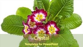 Presentation with few thread bobbin isolated - Cool new presentation design with blooming primrose primula polyanthus isolated on white backdrop and a tawny brown colored foreground