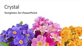  Presentation with blooming flower animated - Colorful slide set enhanced with blooming primrose primula polyanthus isolated backdrop and a  colored foreground
