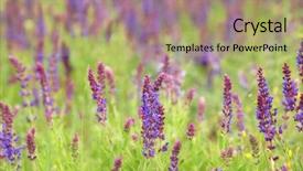  Presentation with sage - PPT theme featuring blooming purple sage in steppe background and a mint green colored foreground