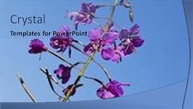  Presentation with blue flower - Colorful slide set enhanced with blooming purple willow-herb flower alpine fireweed angustifolium close up macro against the blue sky backdrop and a teal colored foreground