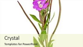  Presentation with herb - PPT layouts enhanced with blooming purple willow-herb flower close up macro isolated on white background background and a blonde colored foreground