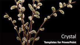  Presentation with spring - Slides featuring blooming-pussy-willow-fluffy-buds background and a black colored foreground