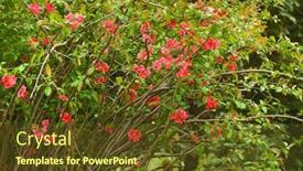  Presentation with spring tree - PPT layouts featuring blooming-quincy-tree-spring-season background and a tawny brown colored foreground