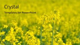  Presentation with rapeseed - Beautiful presentation theme featuring blooming-rapeseed-field-in-spring backdrop and a gold colored foreground