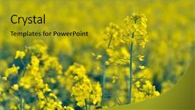  Presentation with rapeseed - Beautiful slide set featuring blooming-rapeseed-field-in-spring backdrop and a gold colored foreground