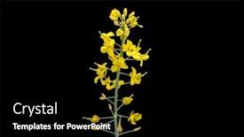  Presentation with bright yellow - Slide set having blooming-rapeseed-flowers-isolated background and a black colored foreground