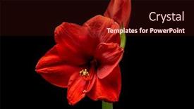  Presentation with christmas black - PPT theme having blooming-red-amaryllis-flower-isolated background and a wine colored foreground