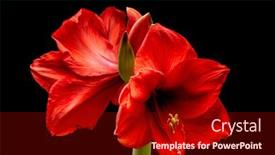  Presentation with christmas black - PPT theme having blooming-red-amaryllis-flower-isolated background and a wine colored foreground
