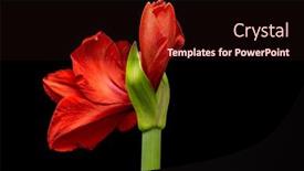  Presentation with christmas black - Beautiful PPT theme featuring blooming-red-amaryllis-flower-isolated backdrop and a wine colored foreground