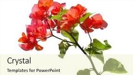  Presentation with bougainvillea - Theme having blooming red bougainvillea isolated background and a soft green colored foreground