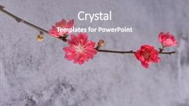  Presentation with cherry - Colorful presentation design enhanced with blooming red cherry flower spring backdrop and a gray colored foreground