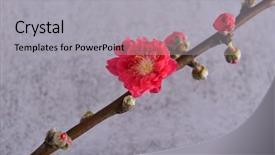  Presentation with cherry - Amazing presentation design having blooming red cherry flower spring backdrop and a light gray colored foreground