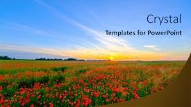  Presentation with poppies - Beautiful presentation featuring blooming-red-poppies backdrop and a light blue colored foreground