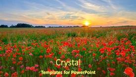  Presentation with poppies - Presentation theme with blooming-red-poppies background and a tawny brown colored foreground