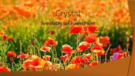  Presentation with poppies - Presentation theme featuring blooming-red-poppies background and a gold colored foreground