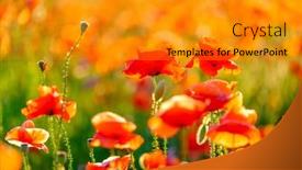  Presentation with poppies - Cool new presentation theme with blooming-red-poppies backdrop and a gold colored foreground
