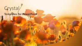  Presentation with poppies - Colorful presentation design enhanced with blooming-red-poppies backdrop and a lemonade colored foreground