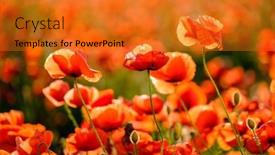  Presentation with summer sun - Theme having blooming-red-poppies background and a gold colored foreground