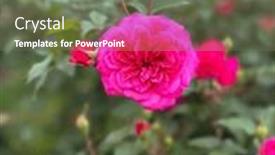  Presentation with growing - Presentation theme featuring blooming-red-rose-growing-roses background and a tawny brown colored foreground