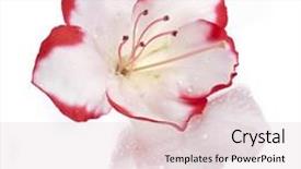  Presentation with azalea - Colorful slide deck enhanced with blooming rhododendron azalea close-up isolated on a white background backdrop and a lemonade colored foreground