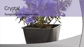  Presentation with azalea - Audience pleasing slide deck consisting of blooming rhododendron azalea in black plastic pot box on a white background backdrop and a light blue colored foreground