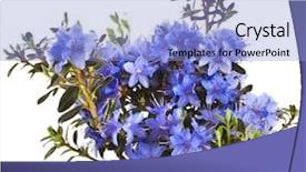  Presentation with azalea - Colorful theme enhanced with blooming rhododendron azalea in black plastic pot box on a white background backdrop and a light blue colored foreground