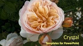  Presentation with growing - Presentation theme enhanced with blooming-rose-growing-roses-beautiful background and a tawny brown colored foreground