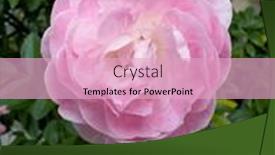  Presentation with pink rose - PPT layouts with blooming-rose-growing-roses-beautiful background and a lemonade colored foreground