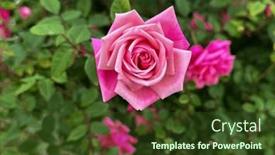  Presentation with pink rose - Presentation having blooming-rose-growing-roses-beautiful background and a tawny brown colored foreground