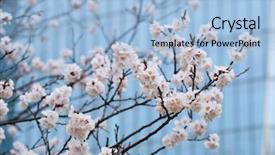  Presentation with sakura - Slides enhanced with blooming sakura blossoms flowers close background and a light blue colored foreground