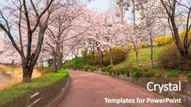 Presentation with cherry blossom - PPT layouts having blooming sakura cherry blossom alley background and a coral colored foreground