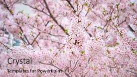  Presentation with cherry blossom - Cool new PPT layouts with blooming sakura cherry blossom background backdrop and a soft green colored foreground