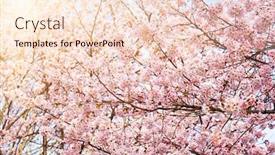  Presentation with cherry blossom - Amazing presentation design having blooming-sakura-cherry-blossom-close backdrop and a lemonade colored foreground