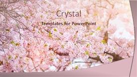  Presentation with cherry blossom - Slide deck with blooming-sakura-cherry-blossom-close background and a lemonade colored foreground