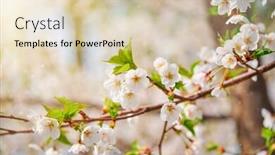  Presentation with cherry blossom - Colorful PPT theme enhanced with blooming-sakura-cherry-blossom-close backdrop and a lemonade colored foreground