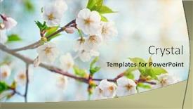  Presentation with sakura - PPT layouts having blooming-sakura-cherry-blossom-close background and a soft green colored foreground