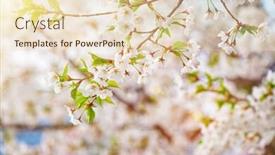  Presentation with cherry blossom - Audience pleasing slide deck consisting of blooming-sakura-cherry-blossom-close backdrop and a lemonade colored foreground