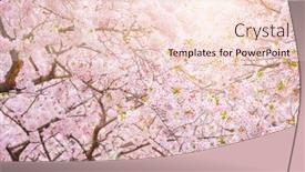  Presentation with cherry blossom - Slide deck having blooming-sakura-cherry-blossom-close background and a lemonade colored foreground