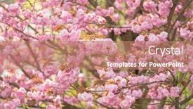  Presentation with sakura - Theme having blooming-sakura-on-a-sunny background and a coral colored foreground